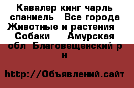 Кавалер кинг чарль спаниель - Все города Животные и растения » Собаки   . Амурская обл.,Благовещенский р-н